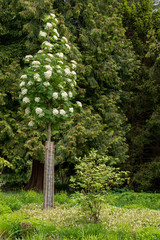 Sorbus Dodong