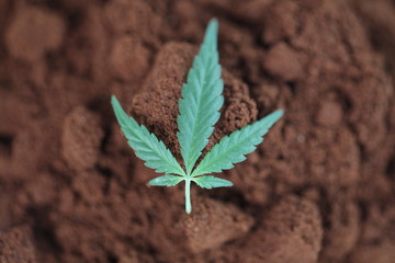 Cannabis marijuana plant hemp leaves. Grind black coffee background