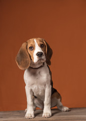 Cute little beagle puppy sitting on a orange background