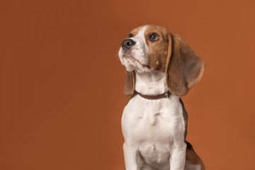 Portrait of cute little beagle puppy sitting on a orange background. Dog looks at left. Copy space