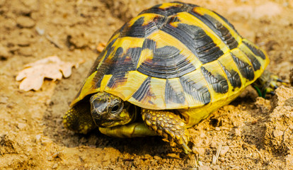 Beautiful turtle in the wild - close up view