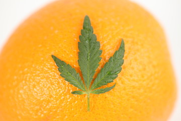 hemp leaf . medical cannabis 