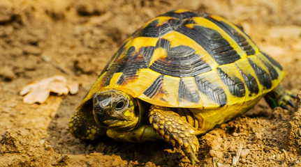 Beautiful turtle in the wild - close up view