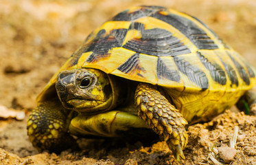 Beautiful turtle in the wild - close up view