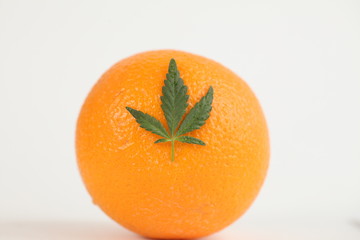 hemp leaf . medical cannabis 