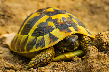 Beautiful turtle in the wild - close up view