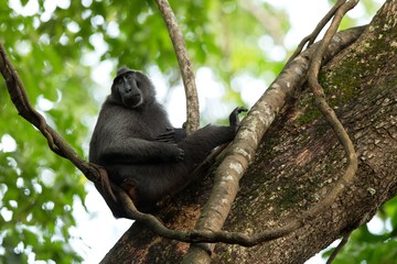 Celebes crested macaque on the branch of the tree. Close up portrait. Endemic black crested macaque or the black ape. Natural habitat. Unique mammals in Tangkoko National Park,Sulawesi. Indonesia