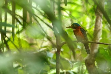 The green-backed kingfisher perches on a branch in indonesian jungle,family Alcedinidae, endemic species to Indonesia, Exotic birding in Asia, Tangkoko, Sulawesi, beautiful colorful bird