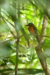 The green-backed kingfisher perches on a branch in indonesian jungle,family Alcedinidae, endemic species to Indonesia, Exotic birding in Asia, Tangkoko, Sulawesi, beautiful colorful bird