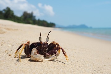 Small crab is sunbathing on the beach