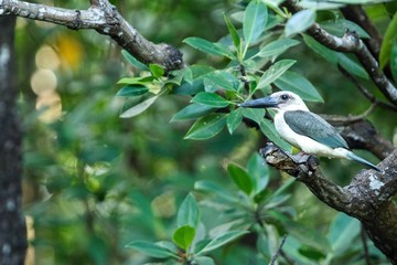 The great-billed kingfisher (Pelargopsis melanorhyncha) perches on a branch in mangrove bush, family Alcedinidae, endemic species to Indonesia, Exotic birding in Asia, Tangkoko national park