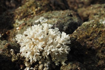 Beautiful white coral among the sea stone after low tide