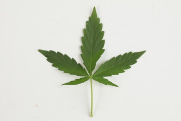 green leaf