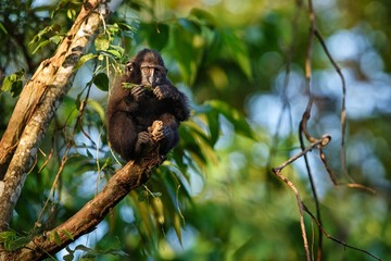 Small cute baby macaque on the branch of the tree eating leaves. Close up portrait. Endemic black crested macaque or the black ape. Unique mammals in Tangkoko National Park,Sulawesi. Indonesia