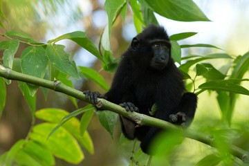 Small cute baby macaque on the branch of the tree in rainforest. Close up portrait. Endemic black crested macaque or the black ape. Unique mammals in Tangkoko National Park,Sulawesi. Indonesia