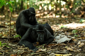 Celebes crested macaques grooming themselves, typical behaviour, etology Endemic black crested macaque, Natural habitat. Unique mammals in Tangkoko National Park,Sulawesi. Indonesia