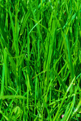 Up close grass texture on a sunny day. Macro photo of green grass texture.