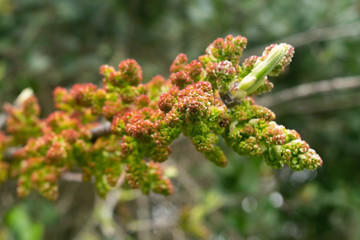 flowers in garden