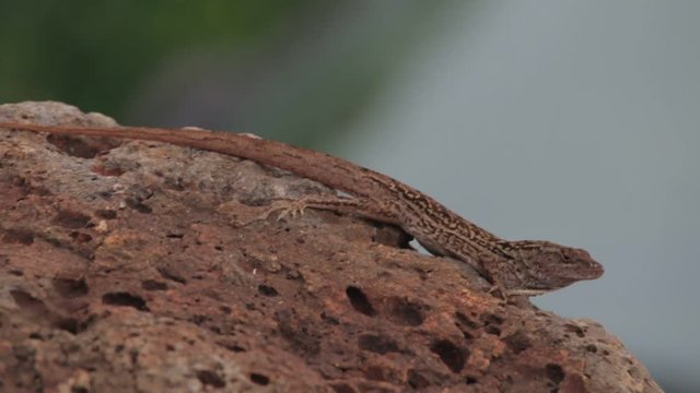 Brown anole, Anolis sagrei, lizard resting and blinking on lava rock