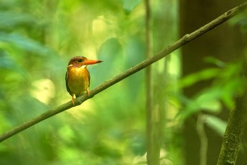 Dwarf sulawesi kingfisher (Ceyx fallax) perches on a branch in indonesian jungle,family Alcedinidae, endemic species to Indonesia, Exotic birding in Asia, Tangkoko, Sulawesi, beautiful colorful bird