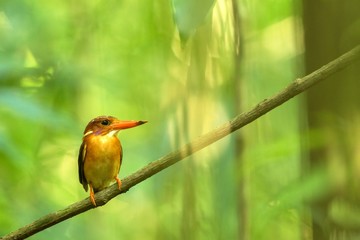 Dwarf sulawesi kingfisher (Ceyx fallax) perches on a branch in indonesian jungle,family Alcedinidae, endemic species to Indonesia, Exotic birding in Asia, Tangkoko, Sulawesi, beautiful colorful bird