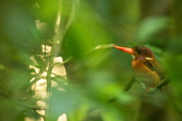 Naklejka premium Dwarf sulawesi kingfisher (Ceyx fallax) perches on a branch in indonesian jungle,family Alcedinidae, endemic species to Indonesia, Exotic birding in Asia, Tangkoko, Sulawesi, beautiful colorful bird
