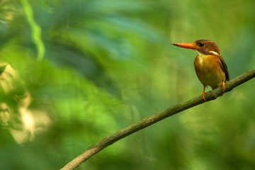 Dwarf sulawesi kingfisher (Ceyx fallax) perches on a branch in indonesian jungle,family Alcedinidae, endemic species to Indonesia, Exotic birding in Asia, Tangkoko, Sulawesi, beautiful colorful bird