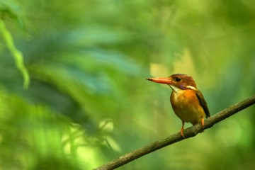 Dwarf sulawesi kingfisher (Ceyx fallax) perches on a branch in indonesian jungle,family Alcedinidae, endemic species to Indonesia, Exotic birding in Asia, Tangkoko, Sulawesi, beautiful colorful bird