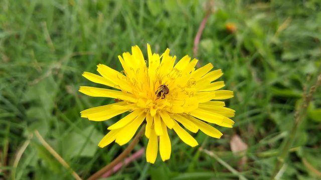 Flor amarilla del diente de le&oacute;n primer plano con insecto  