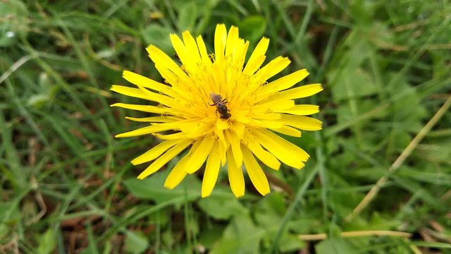 Flor amarilla del diente de le&oacute;n primer plano con insecto  