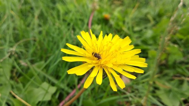 Flor amarilla del diente de le&oacute;n primer plano con insecto  