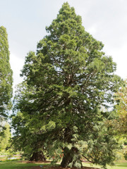 Sequoiadendron giganteum . Séquoia géant