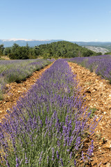 Lavender field in Provence, near Sault, France