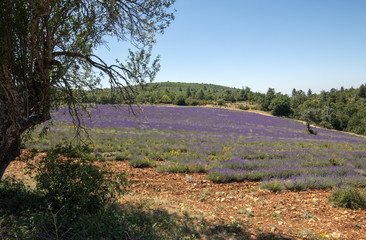 Lavender field in Provence, near Sault, France