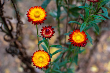 yellow flowers in garden