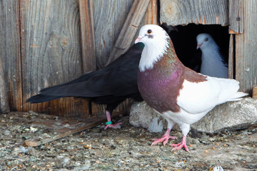 pigeon on a background