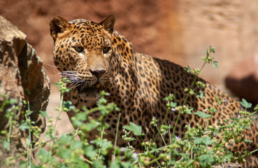 Grandes felinos, Leopardo © Antonio ciero