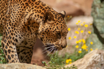 Grandes felinos, Leopardo © Antonio ciero