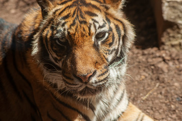 hembra de Tigre de Sumatra	