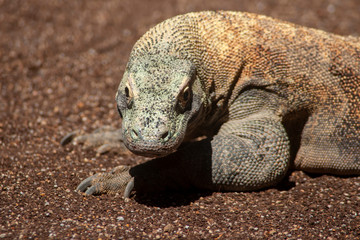 dragón de komodo