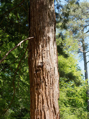 Sequoiadendron giganteum. Tronc de s&eacute;quoia g&eacute;ant