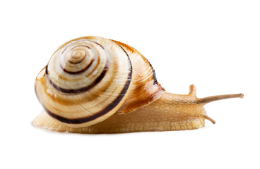Colorful Helicid Snail isolated on white.