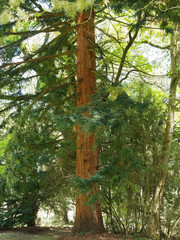 Sequoiadendron giganteum. Haut tronc de séquoia géant