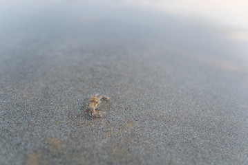波打ち際のカニ