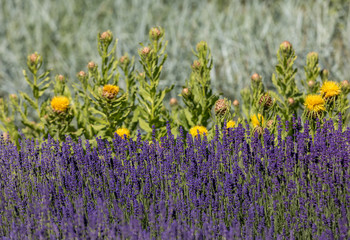 the flourishing lavender and yellow star-thistle flowers