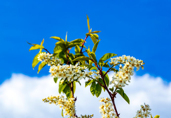 Beautiful flowering tree against a blue sky