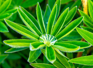 Drops on the plant. Macro photo