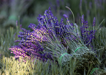 A bouquet of hand-cut scented lavender flowers