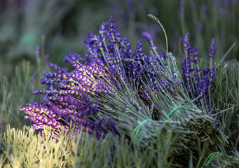 A bouquet of hand-cut scented lavender flowers