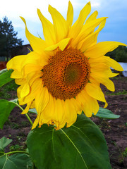 Beautiful flowering plant sunflower